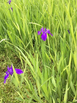 2016-05-01 15.57.19_r.jpg
