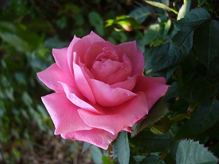 20071206_004.jpg