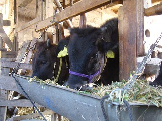 20080307_07.jpg