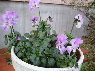 20080312_13.jpg