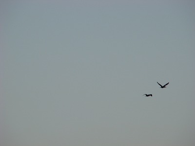 DSC00525.jpg