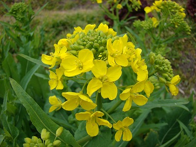 DSC00875.jpg