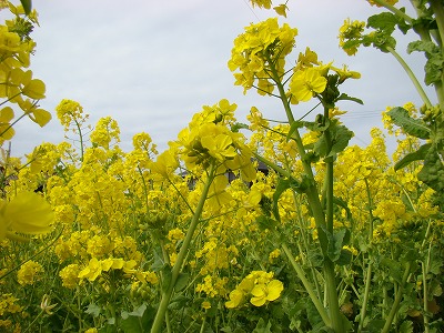 DSC01121.jpg