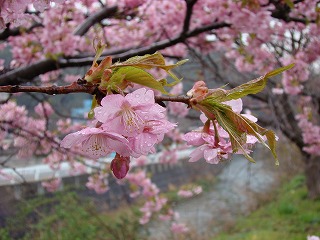DSC01212.jpg