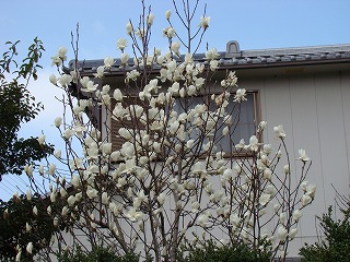 DSC01295.jpg