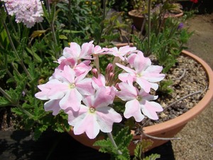 DSC02570.jpg