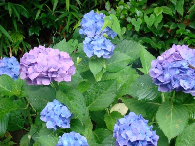 DSC04182.jpg