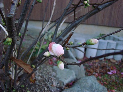 DSC09997.jpg