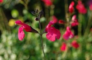DSC20090706 (76).jpg