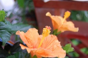 DSC20090710 (16).jpg
