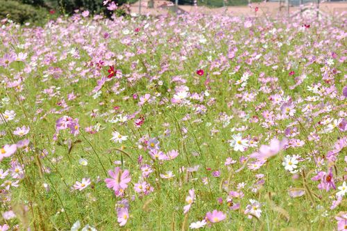 DSC20121002 (59)_R.JPG