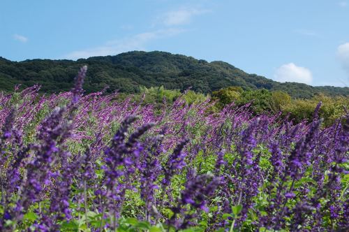 DSC20121007 (15)_R.JPG