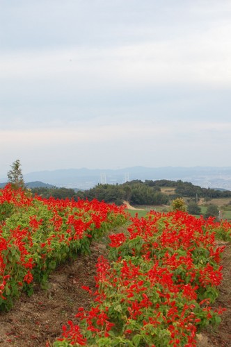 DSC20121013 (108)_R.JPG