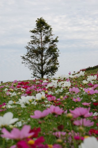 DSC20121013 (48)_R.JPG