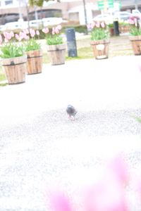 DSC20150203 (41)_R.JPG