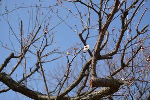 DSC20150211 (7)_R.JPG