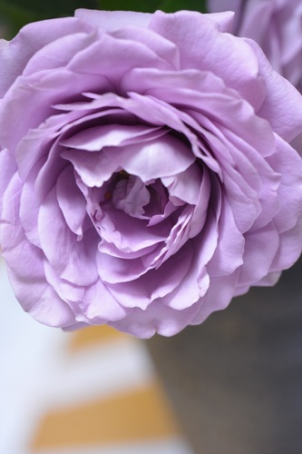DSC20150506. (259)_r.JPG