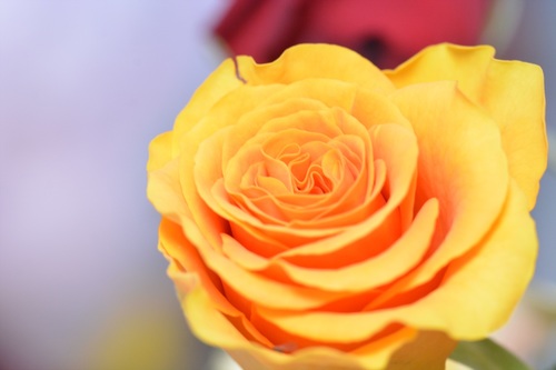 DSC20150506. (82)_r.JPG