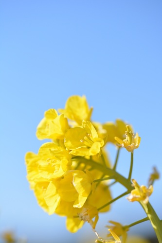 DSC20160203 (20)_r.JPG