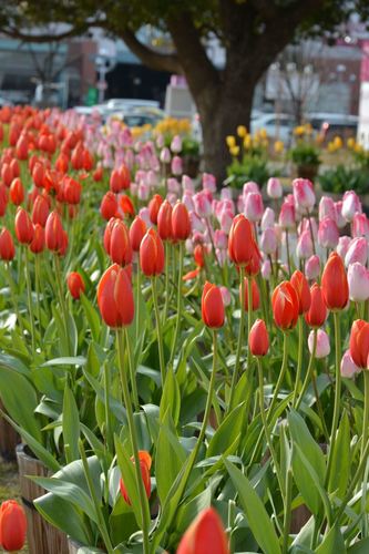 DSC20180131 (136)_R.JPG