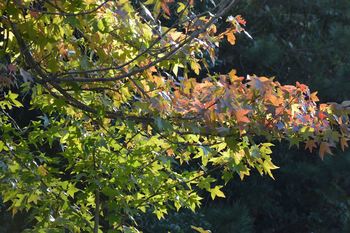 DSC20181029 (27)_R.JPG