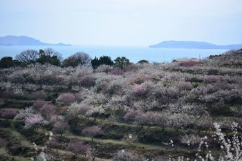 DSC20210306 (12)_R.JPG