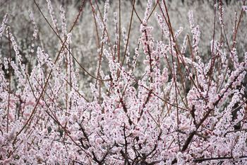 DSC20210306 (55)_R.JPG