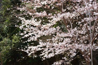 DSC20220330 (94)_R.JPG