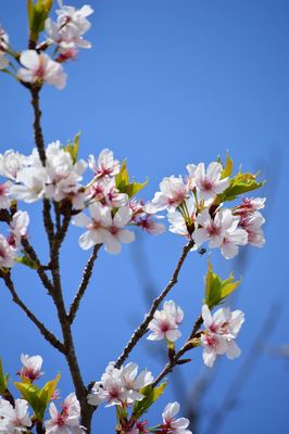 DSC20220404 (111)_R.JPG