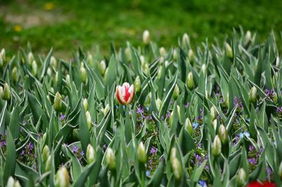 DSC20220404 (165)_R.JPG