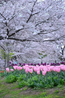 DSC20220404 (27)_R.JPG