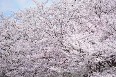 DSC20220404 (71)_R.JPG