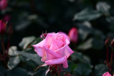 DSC20230427 (107)_R.JPG