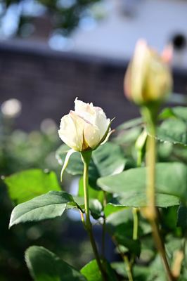 DSC20230427 (30)_R.JPG