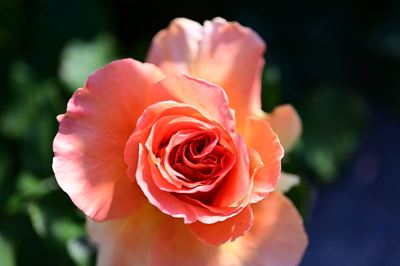 DSC20230427 (7)_R.JPG