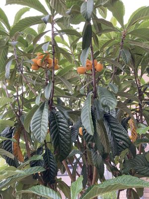 IMG_6749_R.JPG