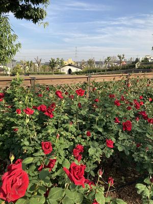 IMG_9920_R.JPG