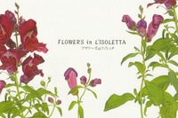 L'ISOLETTA-2.jpg