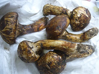 P1000075.jpg