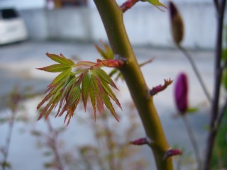 P1000398.jpg