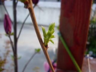P1000400.jpg