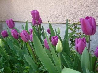 P1000413.jpg