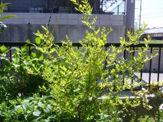 P1000480.jpg