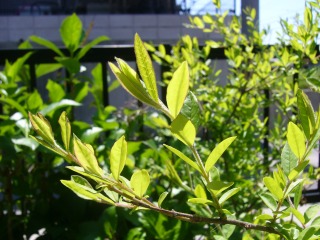 P1000482.jpg