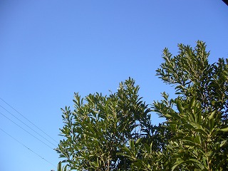 P1020383.jpg