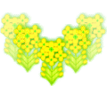 bd_nanohana6.gif