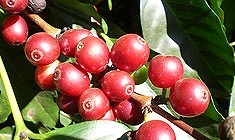 coffeeberry.jpg