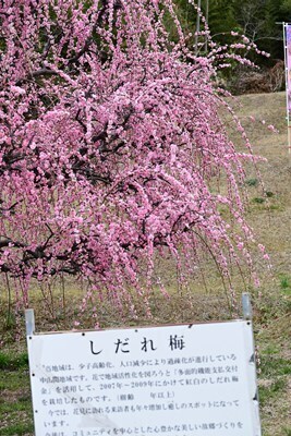 s-DSC20250316 (3).jpg