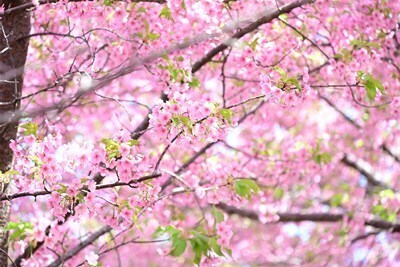 s-DSC20250326 (10).jpg