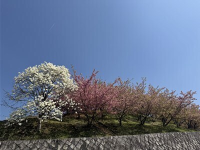 s-IMG_2904.jpg